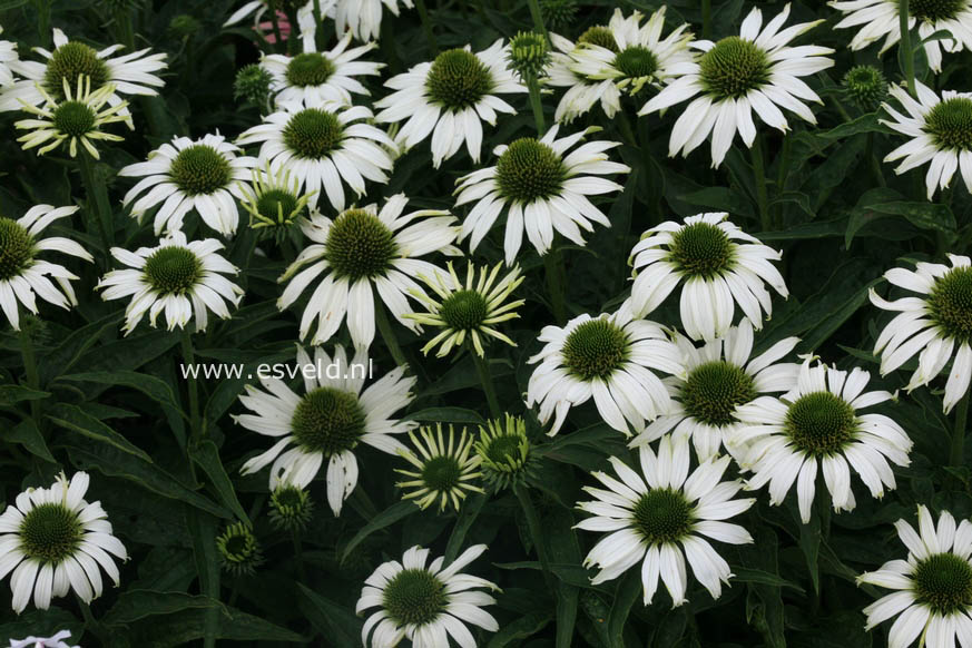 Echinacea purpurea 'Jade'