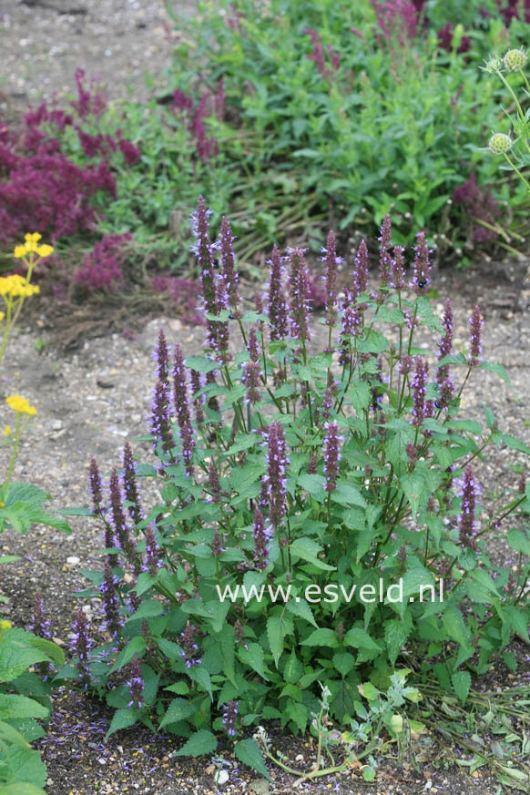 Agastache 'After Eight' (26904)