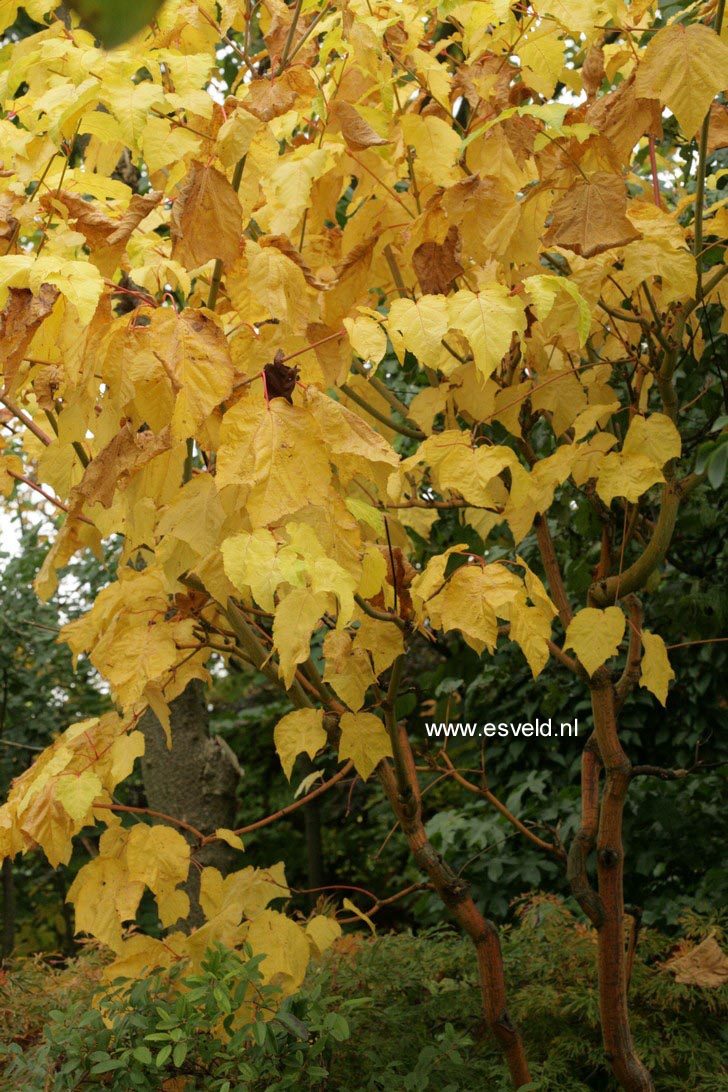 Acer conspicuum 'Phoenix'