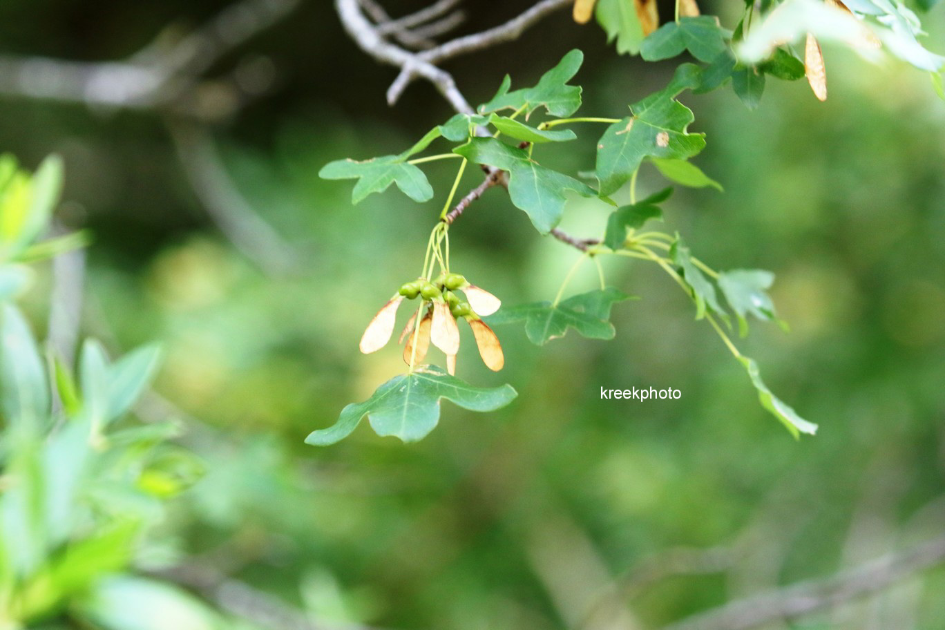 Acer monspessulanum