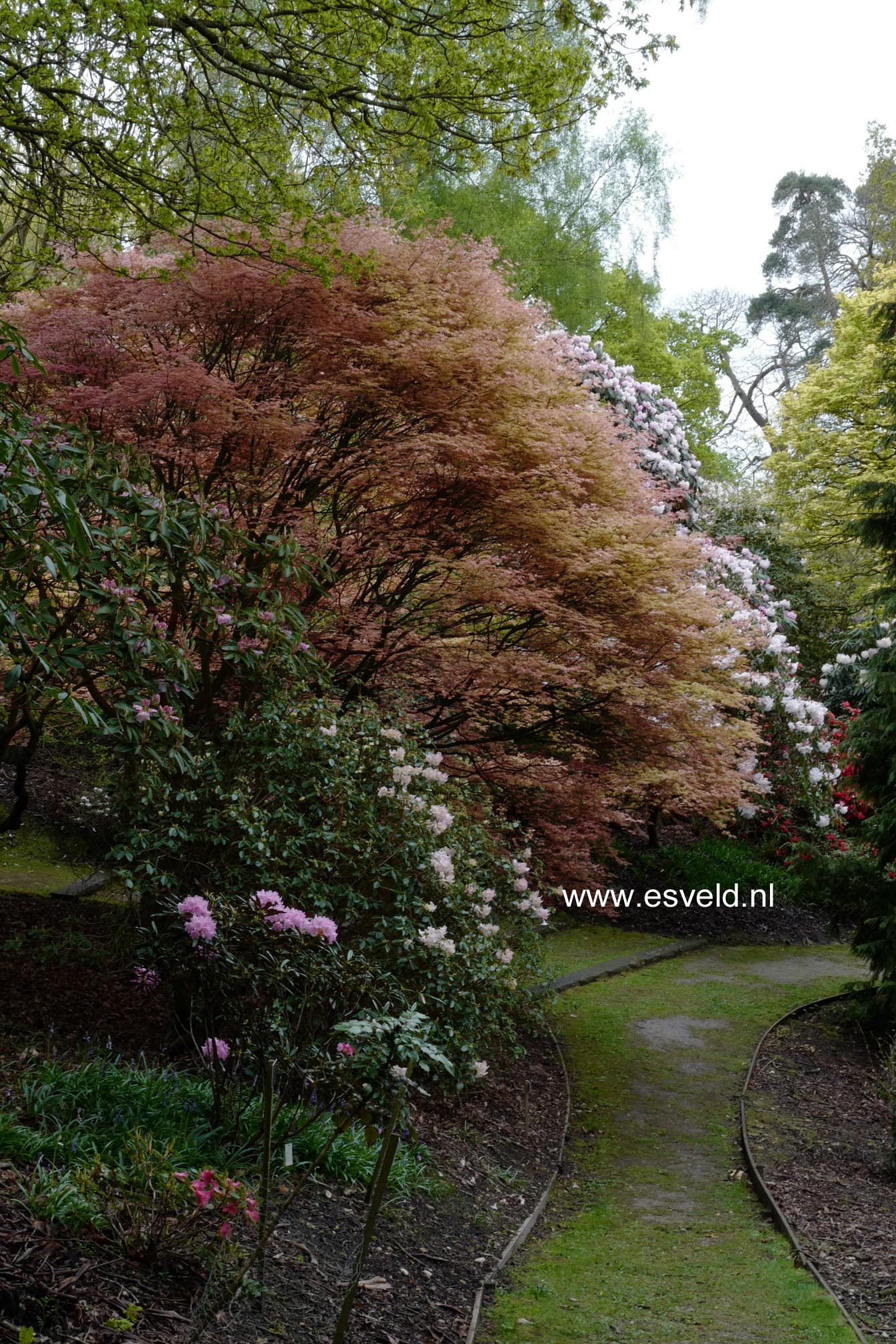 Acer palmatum 'Corallinum'