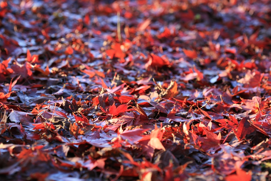 Acer palmatum 'Osakazuki'