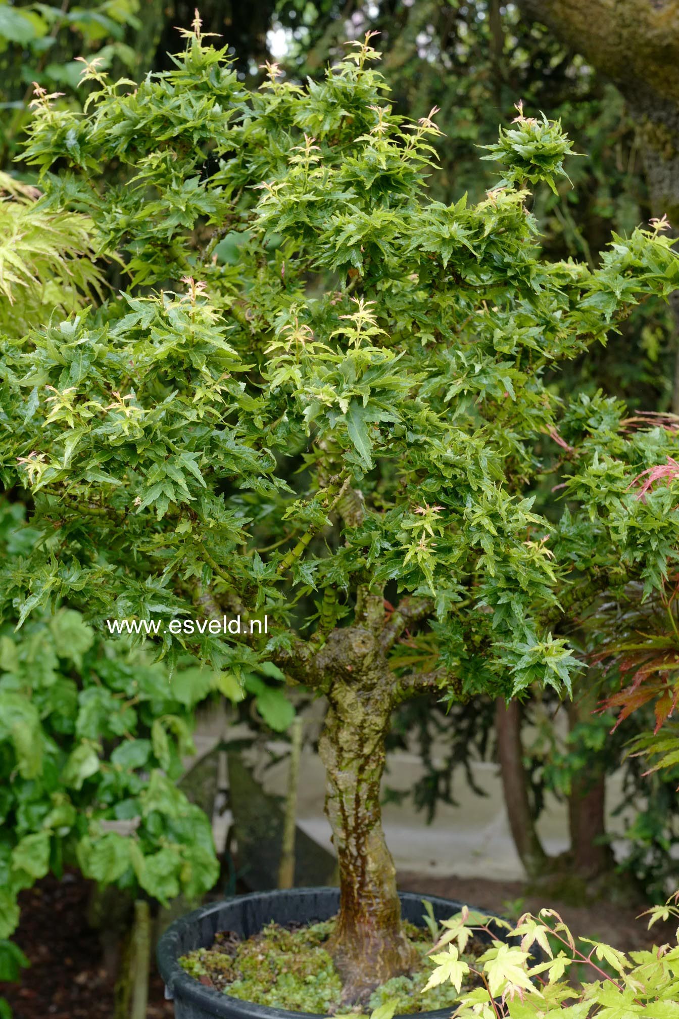 Acer palmatum 'Shishi-gashira'