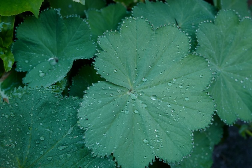Alchemilla mollis