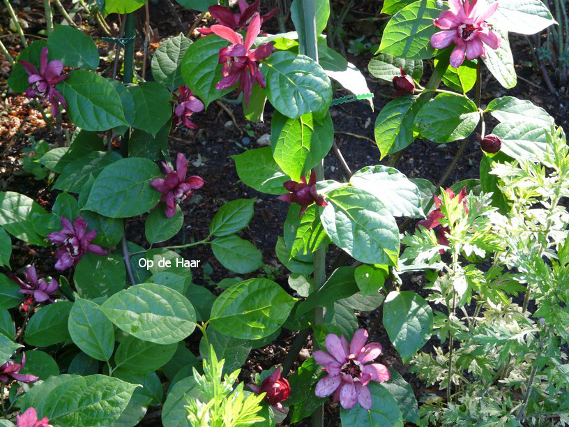 Calycanthus raulstonii 'Hartlage Wine'