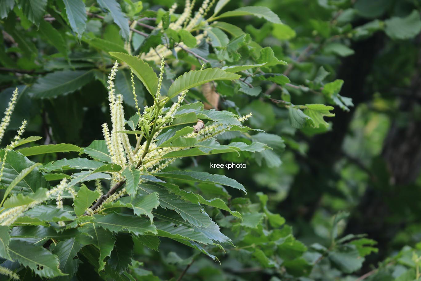 Castanea sativa