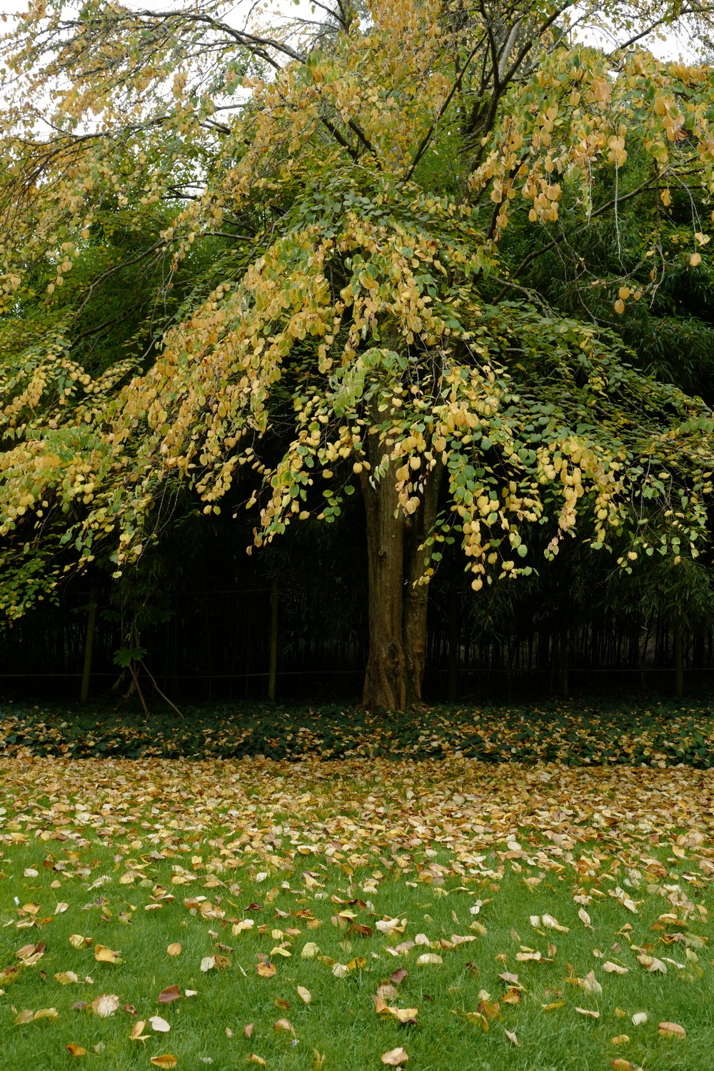 Cercidiphyllum japonicum 'Pendulum'