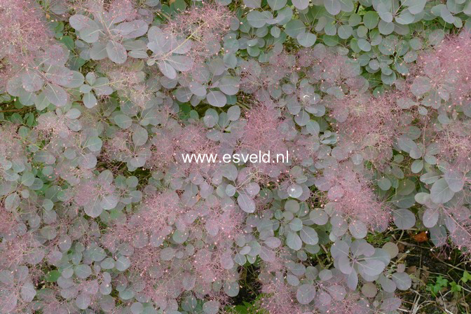 Cotinus coggygria 'Royal Purple'