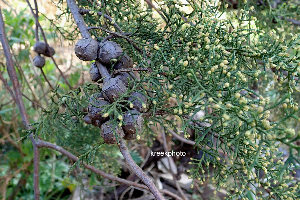 Cupressus macrocarpa