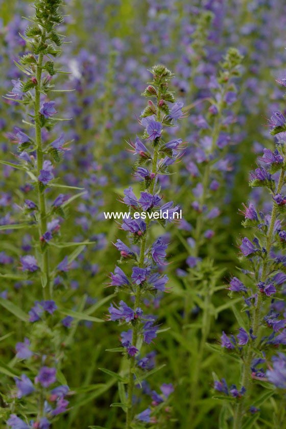 Echium vulgare