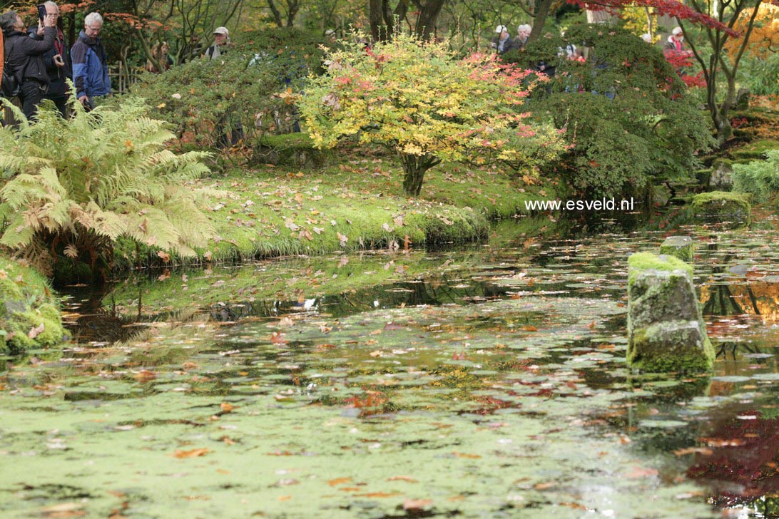 Enkianthus campanulatus