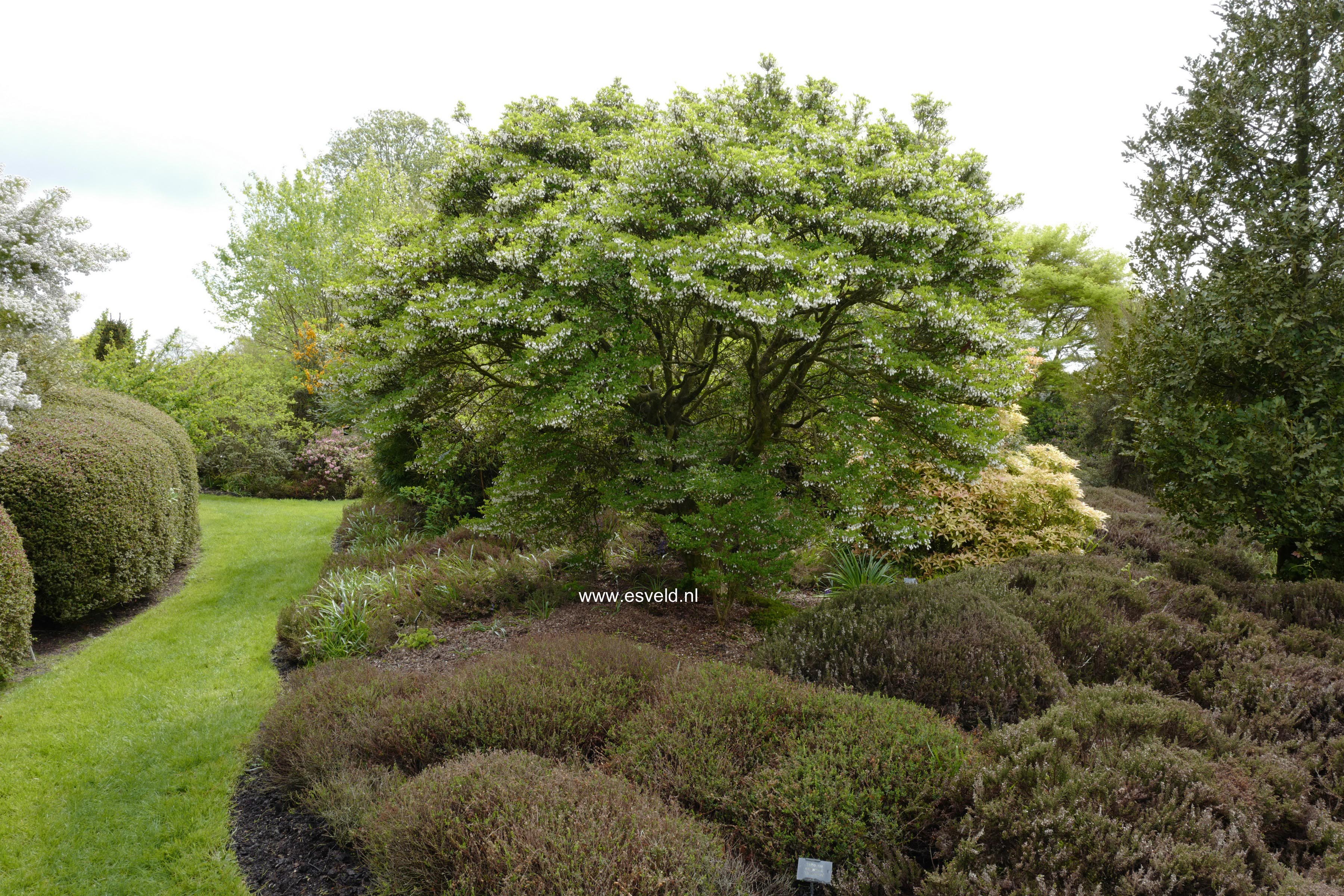 Enkianthus perulatus