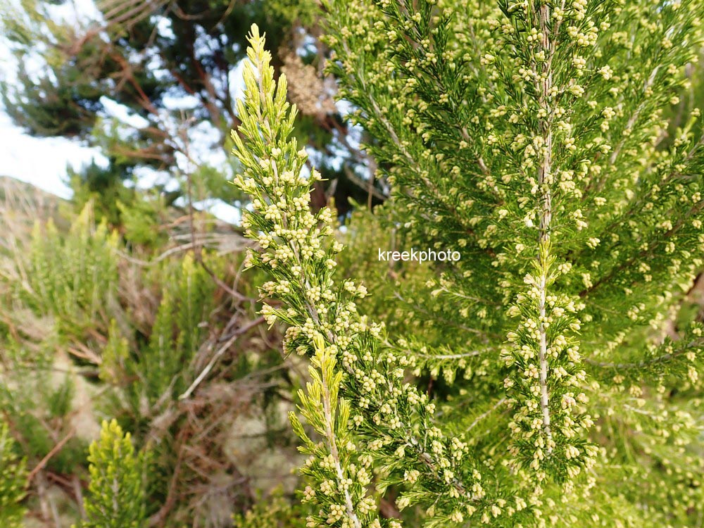 Erica arborea