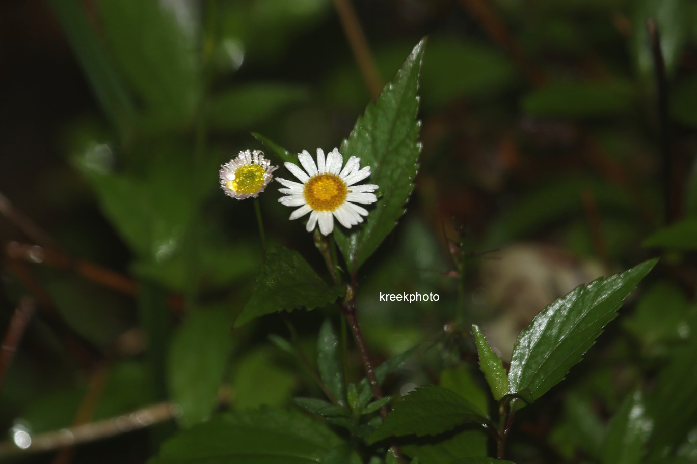 Erigeron karvinskianus