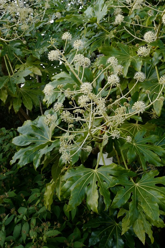 Fatsia japonica