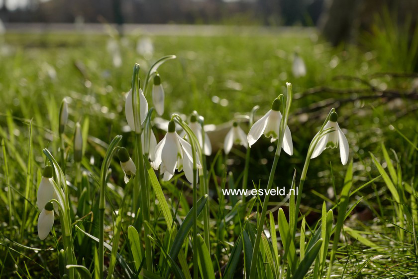Galanthus nivalis