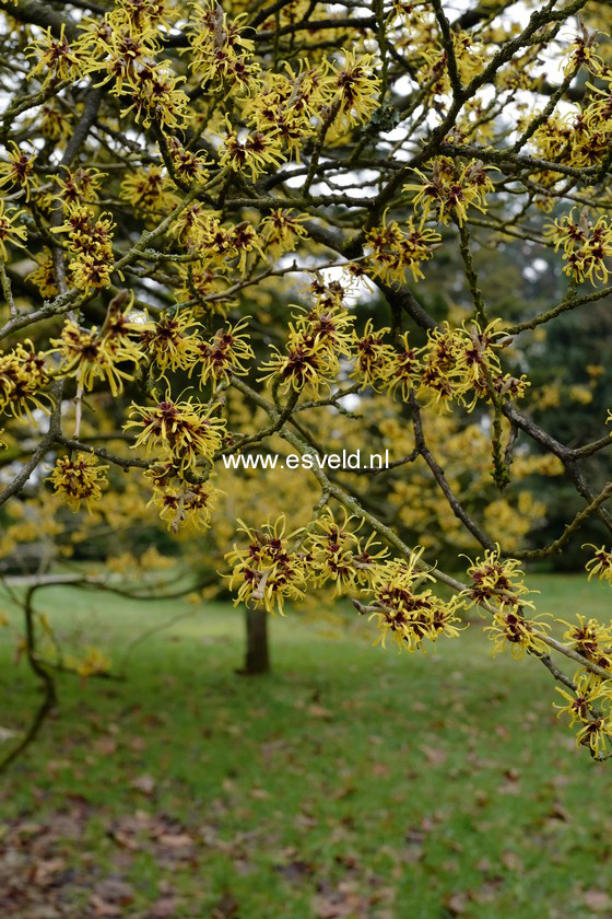 Hamamelis mollis 'Boskoop'