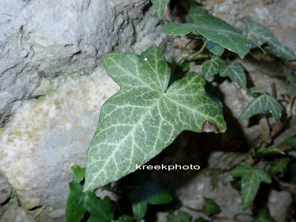 Hedera helix