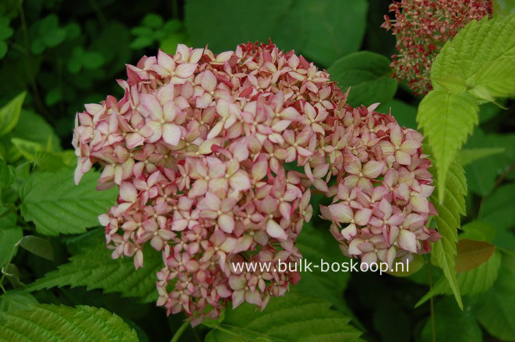 Hydrangea arborescens 'Ncha1' (INVINCIBELLE SPIRIT)