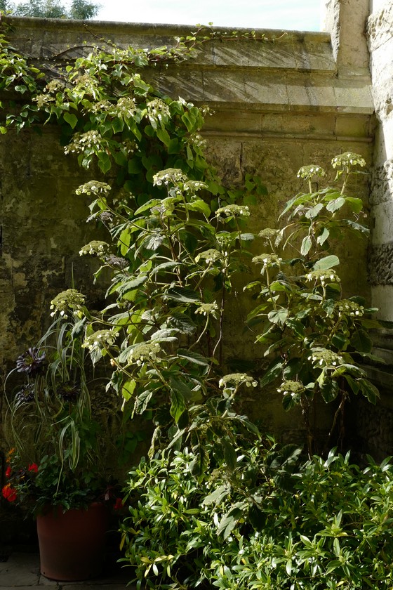 Hydrangea aspera sargentiana