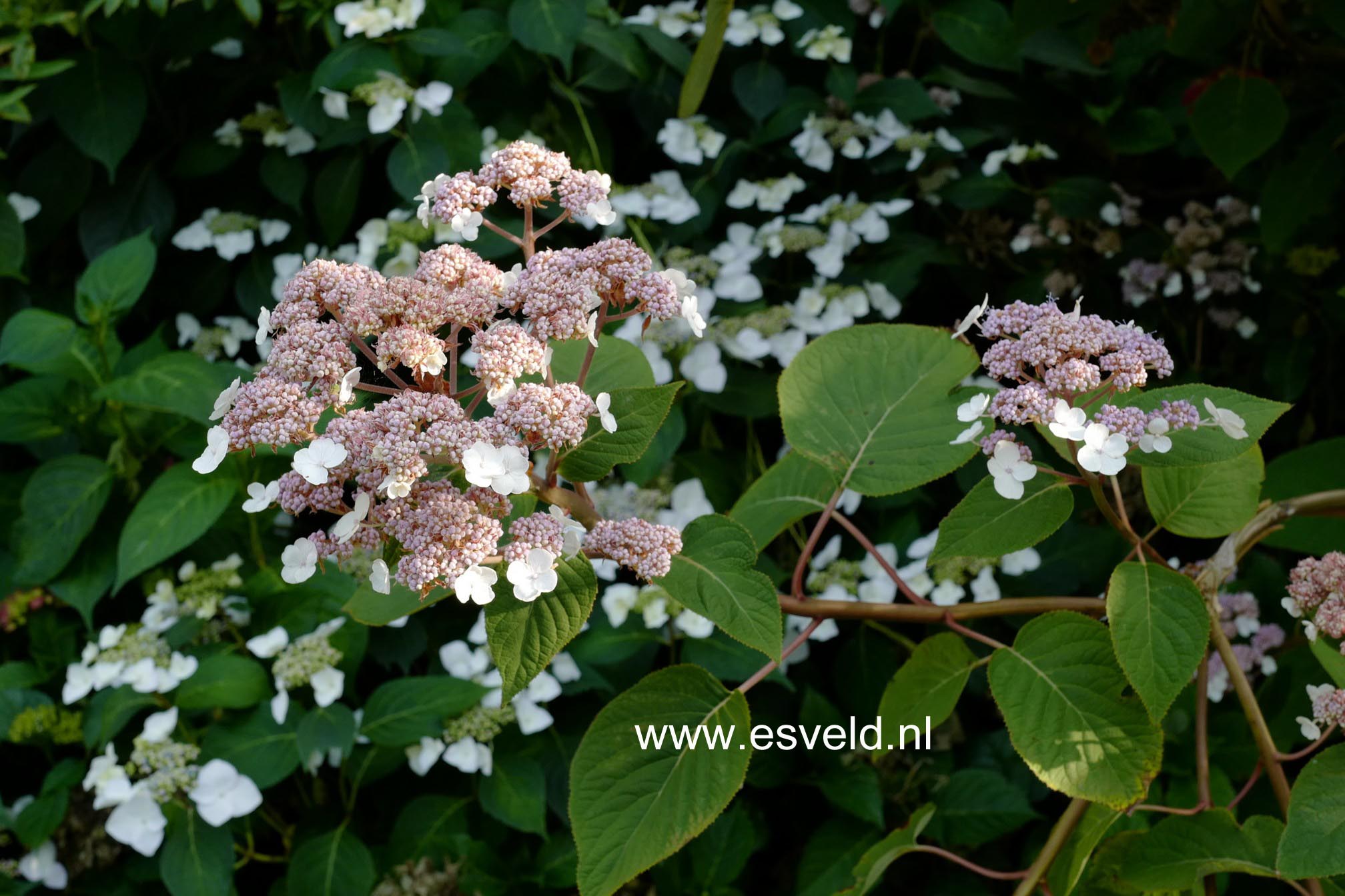 Hydrangea aspera strigosa