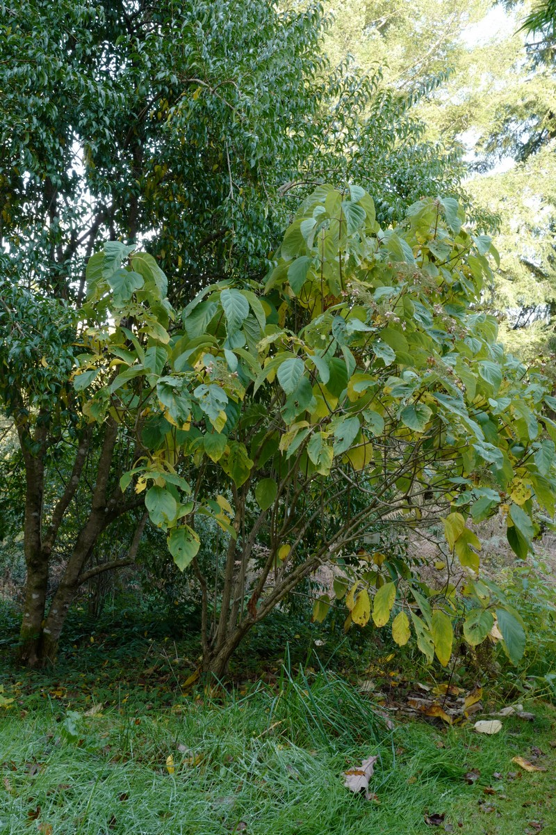 Hydrangea heteromalla
