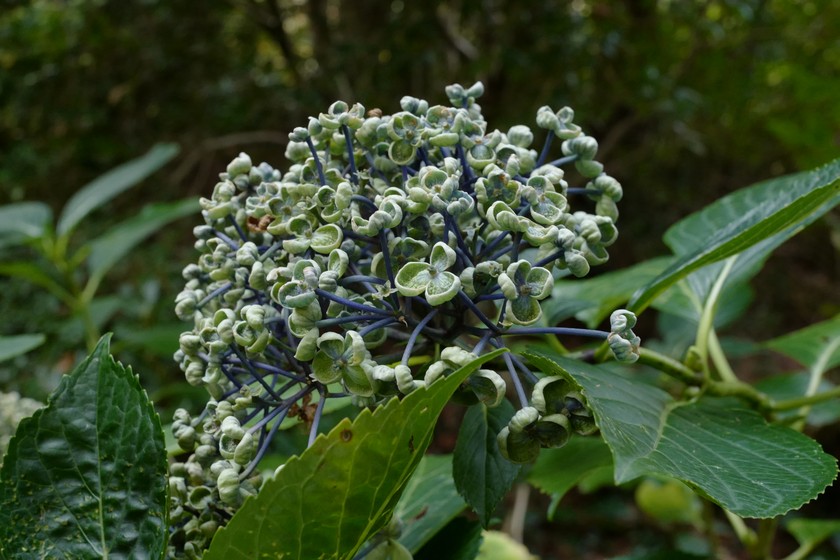 Hydrangea macrophylla 'Ayesha'