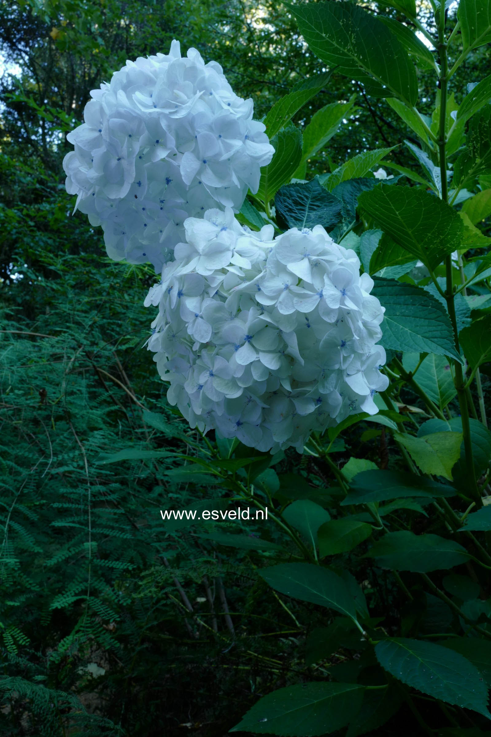 Hydrangea macrophylla 'Generale Vicomtesse de Vibraye'