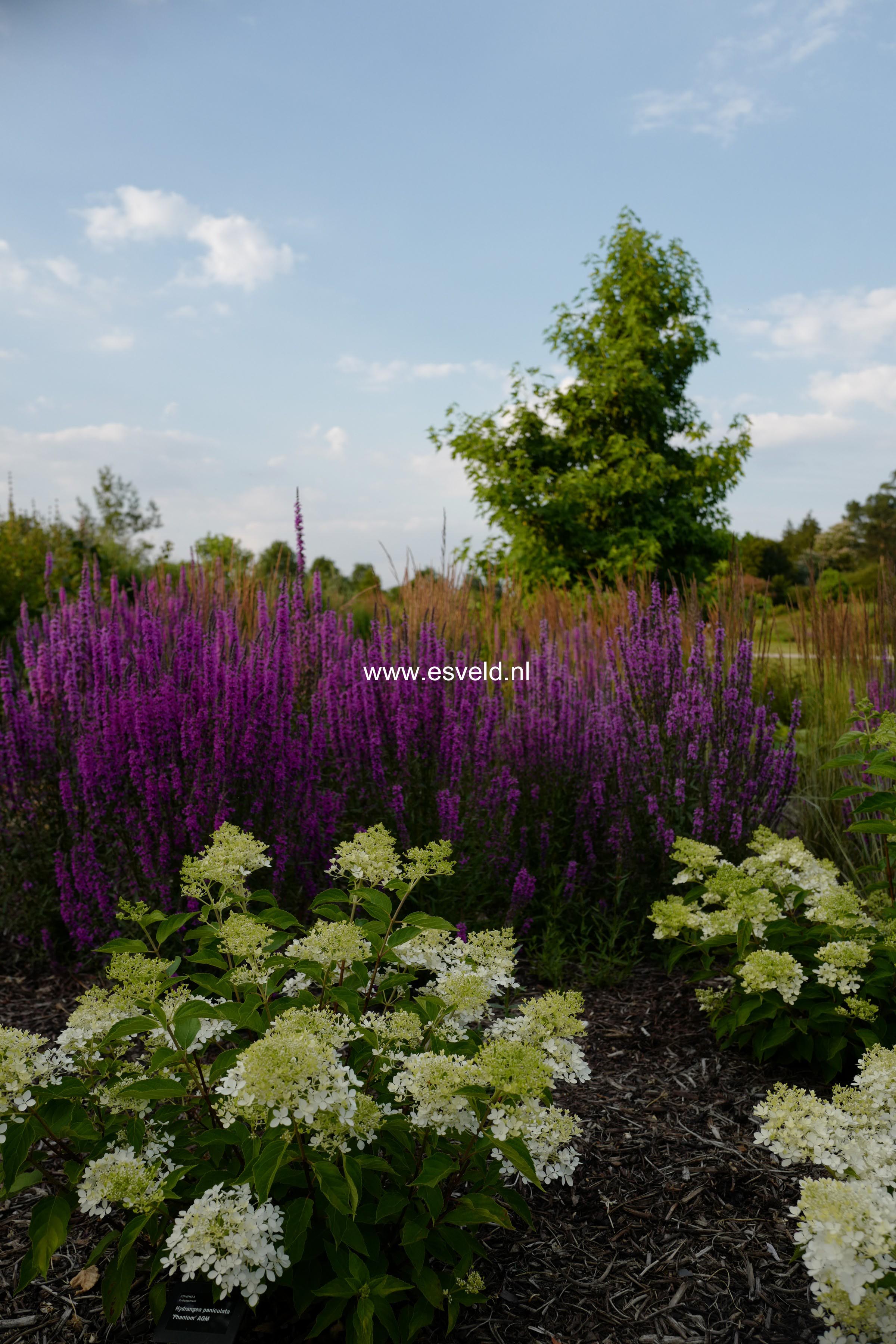 Hydrangea paniculata 'Phantom'