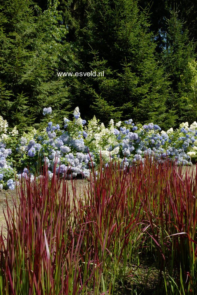 Imperata cylindrica 'Red Baron'