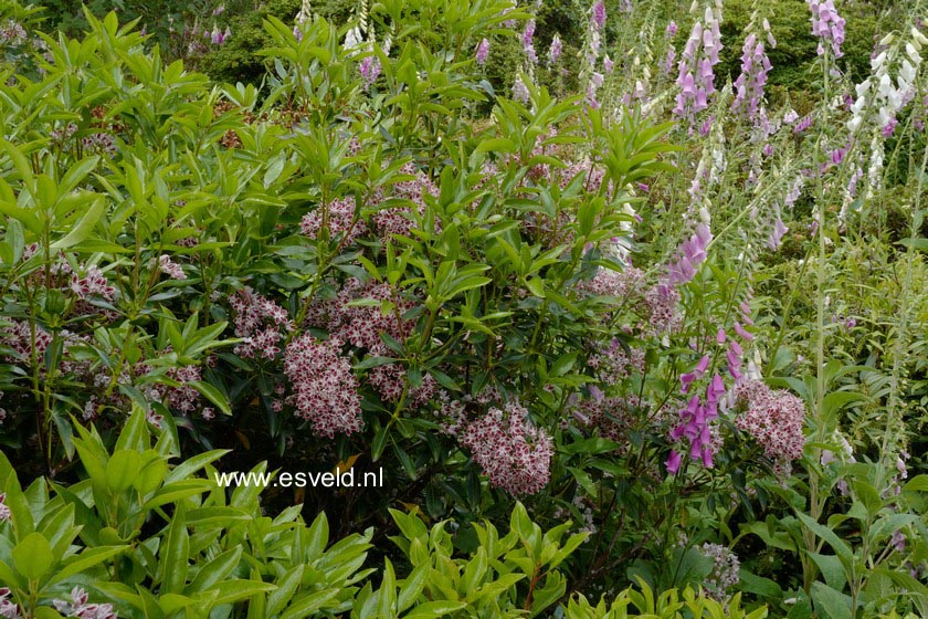 Kalmia latifolia 'Galaxy'
