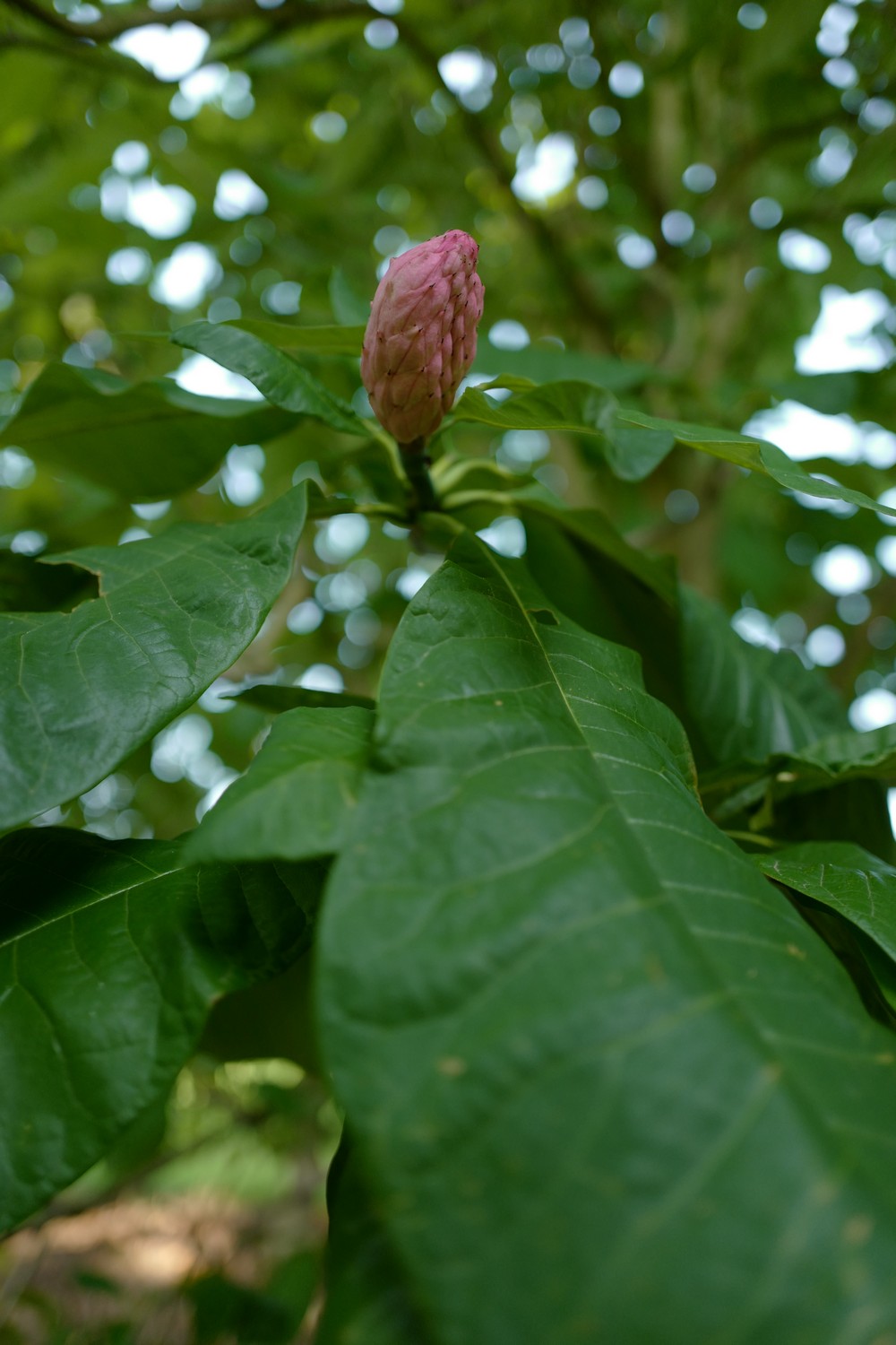 Magnolia tripetala
