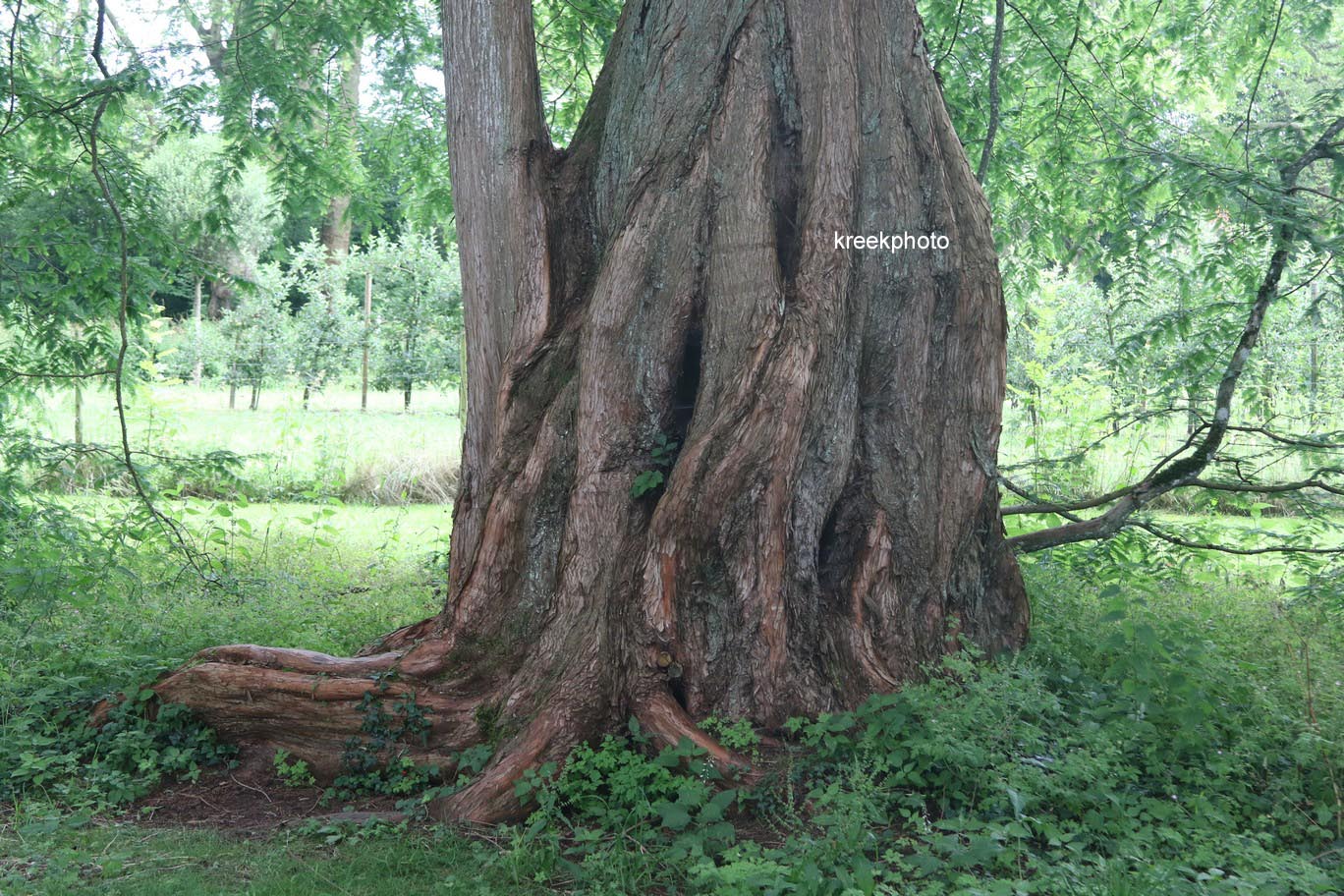 Metasequoia glyptostroboides