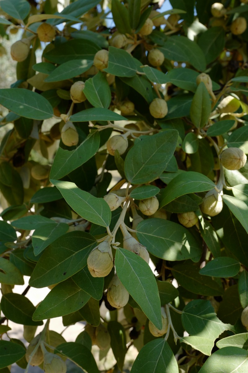 Metrosideros excelsa