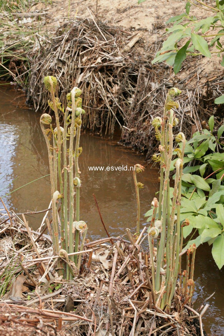Osmunda regalis