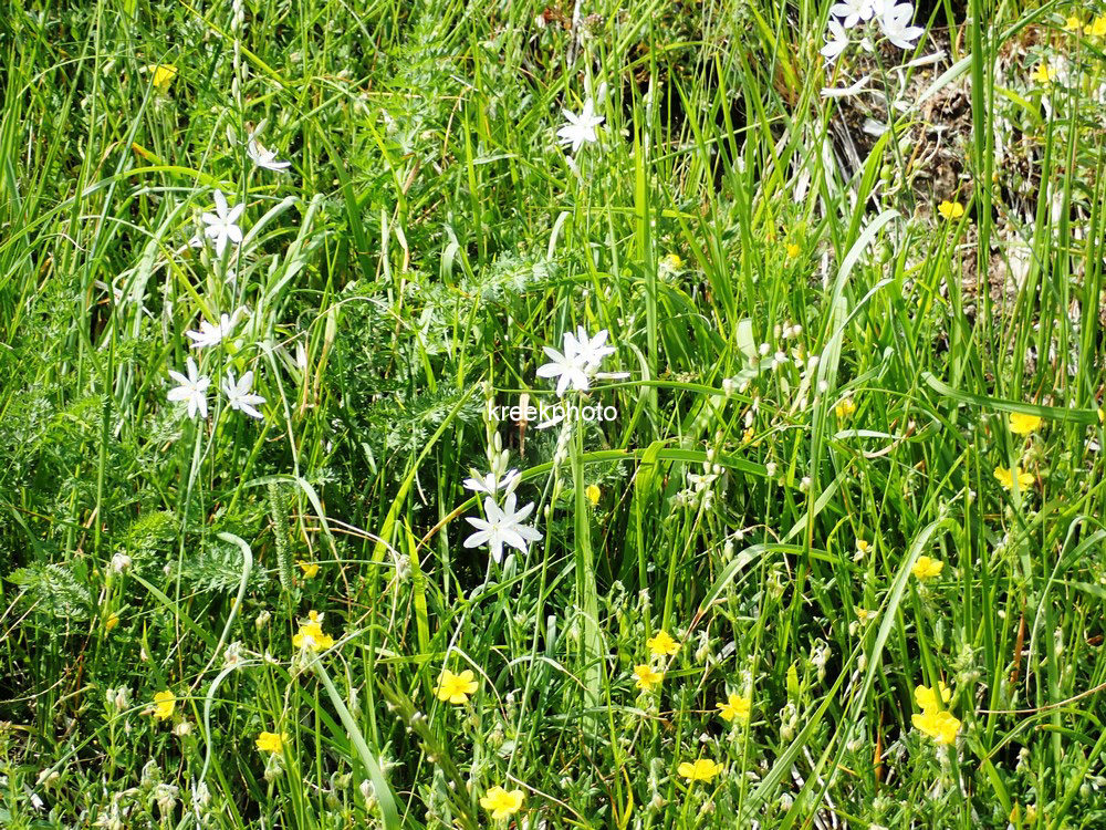 Paradisea liliastrum