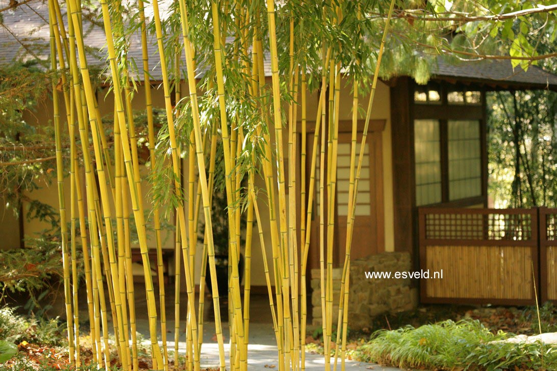 Phyllostachys aureosulcata 'Spectabilis'