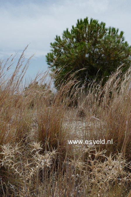 Pinus halepensis