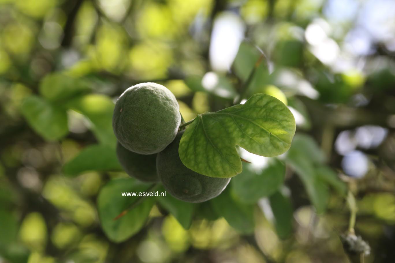 Poncirus trifoliata