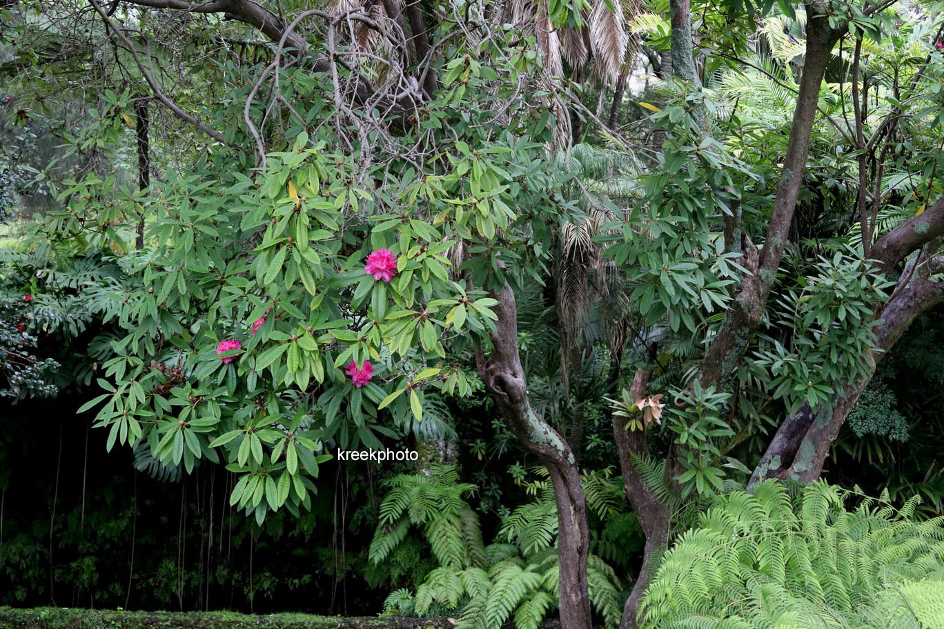 Rhododendron arboreum