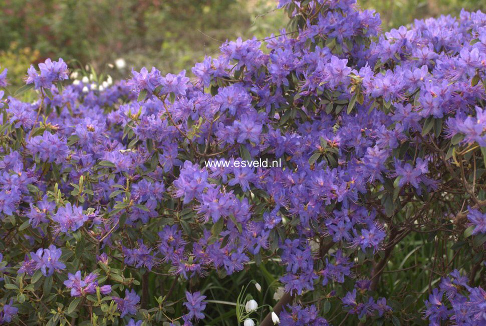 Rhododendron augustinii