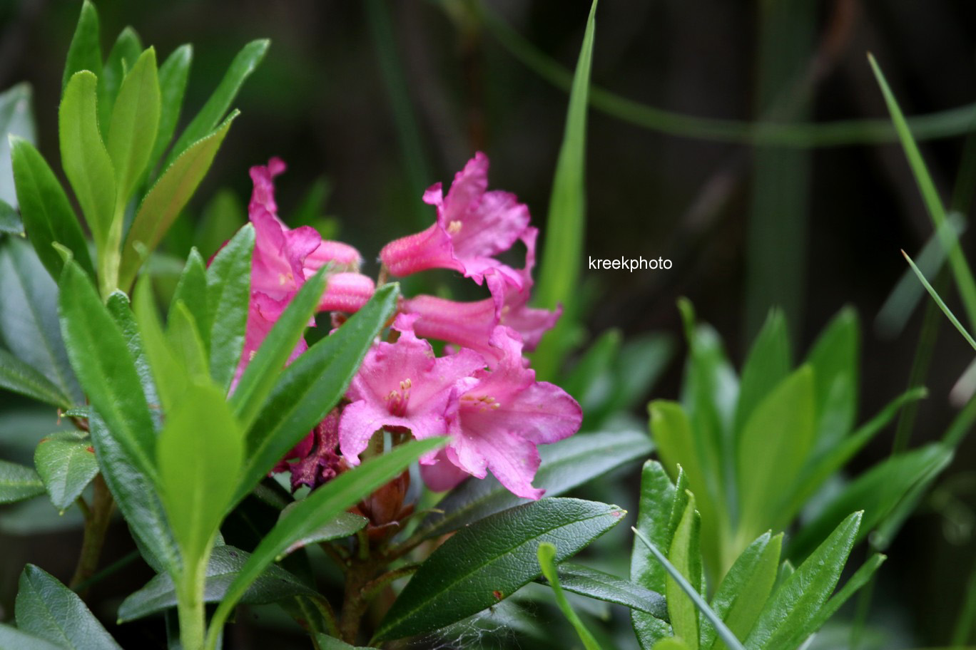 Rhododendron ferrugineum