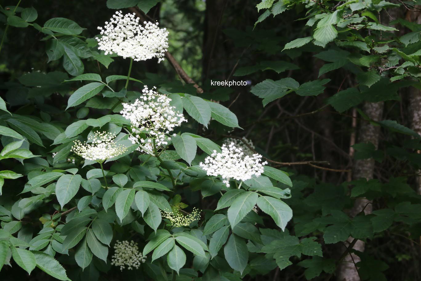 Sambucus nigra