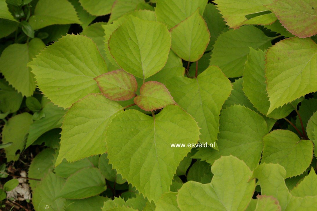 Schizophragma hydrangeoides 'Roseum'