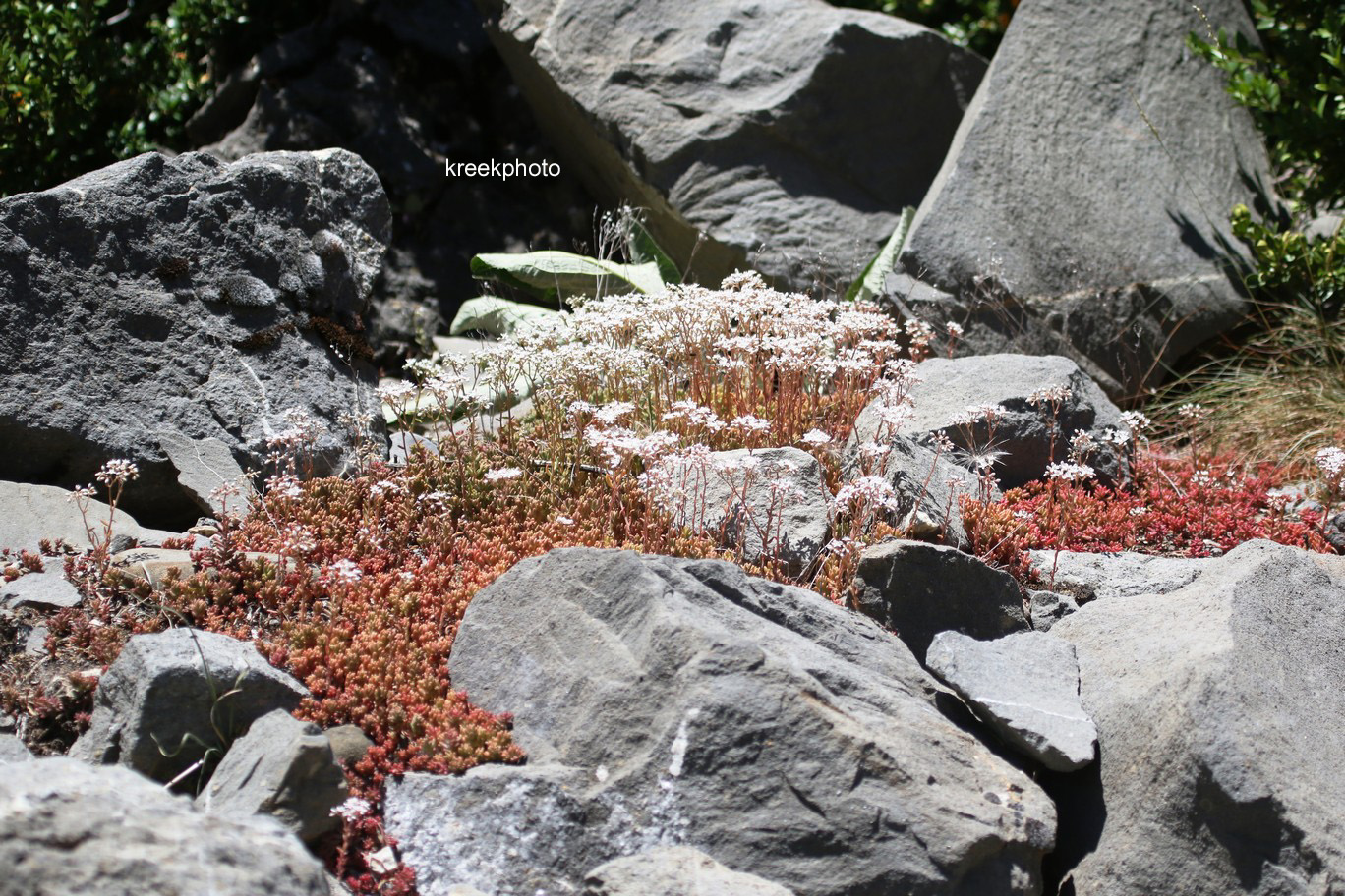 Sedum album