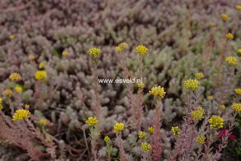 Sedum reflexum