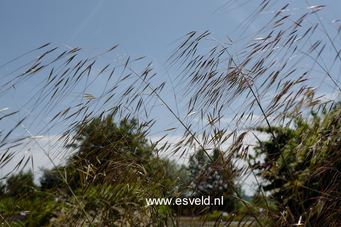 Stipa gigantea