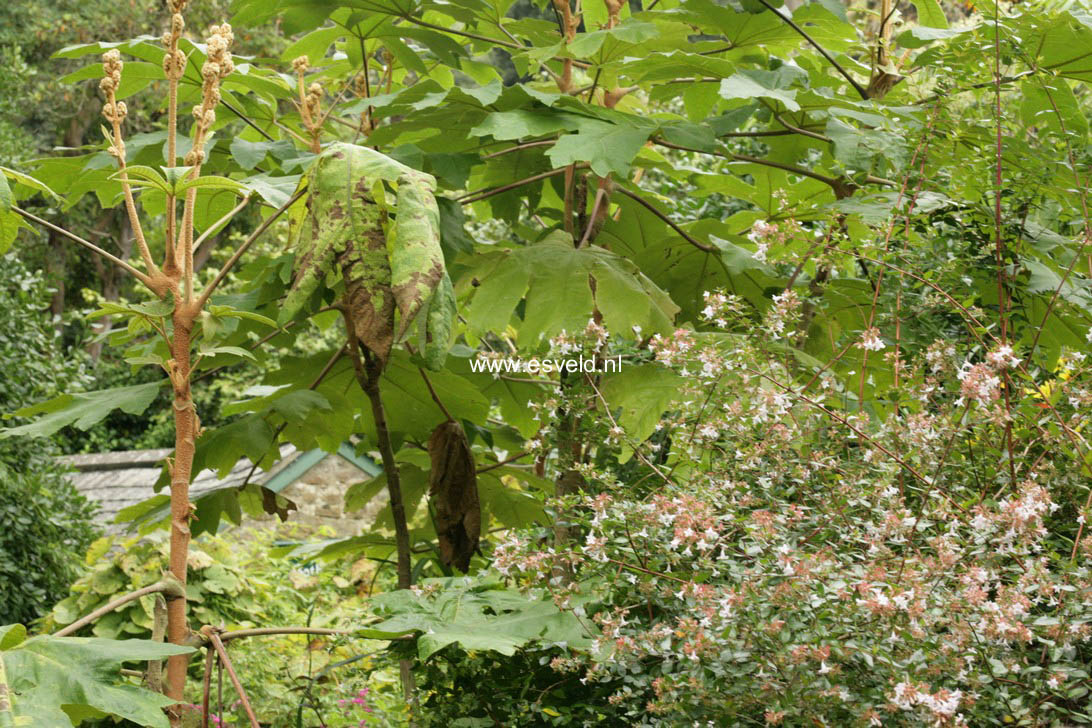 Tetrapanax papyrifer