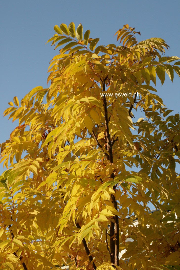 Toona sinensis 'Flamingo'