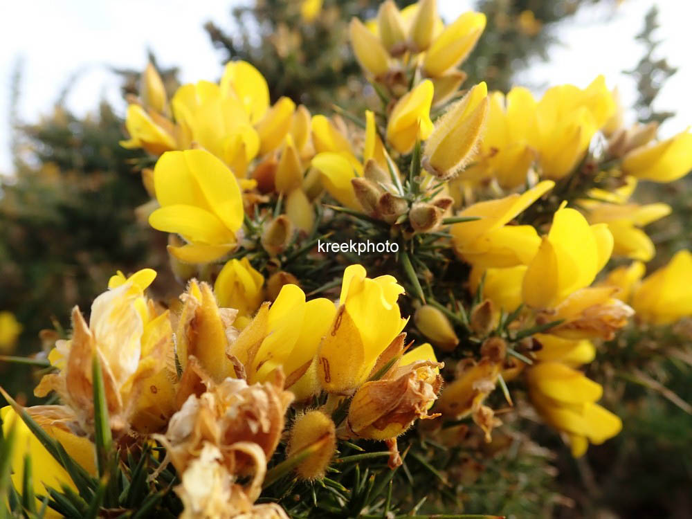 Ulex europaeus